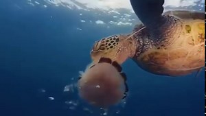 Mesmerizing Green Sea Turtle Feasts On Jellyfish Meal