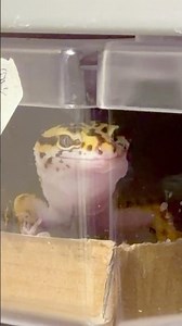 Cutest Gecko Wave Ever 👋