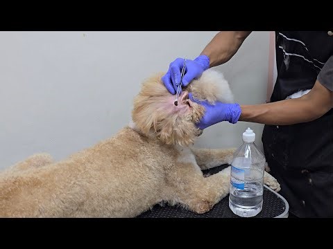 cleaning ear dog poodle standard very dirty