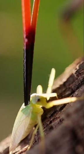 Mission Complete: how the Assassin Bug's Toxic Spear Ensures Survival