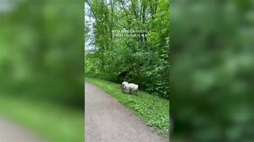 Hearts Melt as Man Helps ‘Crying Baby’ Fawn Find Its Mom After Getting Lost