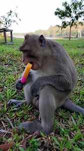 Monkey Lucas eats ice scream #reels #monkey #fbreels #viralreels #babymonkey #wildlife #animal #shorts #fyp #hellomonkey | Hello Monkey