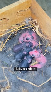 3.9K views · 66 reactions | Baby rex rabbit #rabbit #rabbitworld #animals #bunny #pets #videos #reelsviralシ #fyp | Rizki Santosa | Facebook