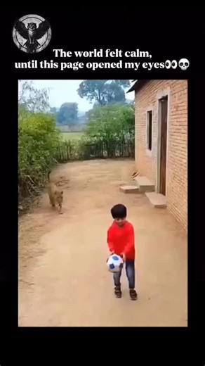 Wild Life Decoded on Instagram: "The leopard is among the most adaptable and widespread big cats in the world, thriving across a broad range of habitats in sub-Saharan Africa and parts of Asia. It can be found in environments as varied as dense tropical forests, dry deserts, open grasslands, and even high mountain regions. With a lean yet powerful body and a distinctive coat marked by dark rosettes, leopards are exceptionally skilled at blending into their surroundings, making them expert stealt