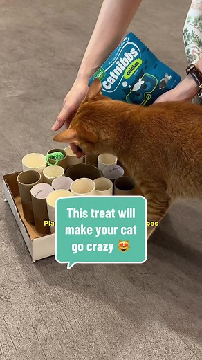 Yappy Pets on TikTok