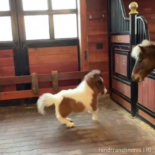 Look at me go fast💨 - Martha is a dwarf miniature horse. Her legs are deformed and a team of experts is working together to help her. By randrranchminis | IG | 9GAG