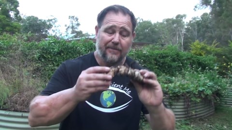 Seed saving tips ep 4 - tuber rhizome runner bulb or sucker