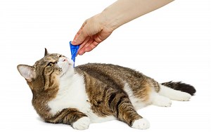 Imidacloprid For Cats: Dosage Chart By Weight - Pros & Cons