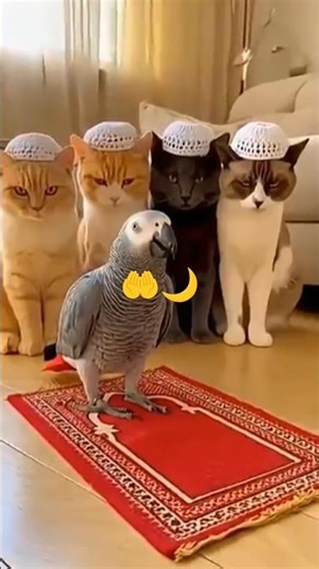 #Allah Hu Akbar Allah Hu Akbar La ilaha illallah#ham #cat #hiphi