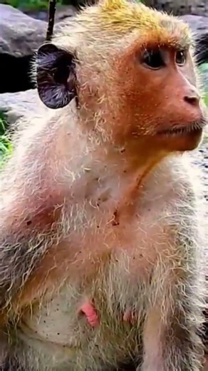A Mother's Vigilance: Monkey Mom Keeping Her Newborn Safe in the Rain