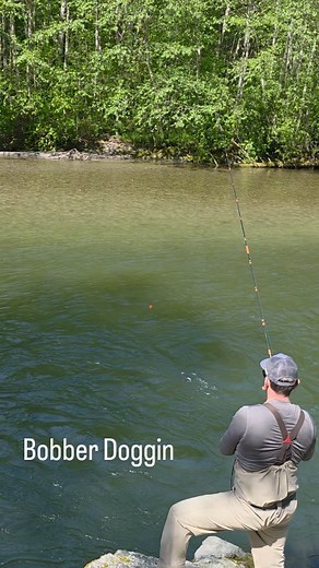 Every once in a while, you gotta put down the fly rod, pick up the ol’ big stick, and start bobber-doggin’ for river pigs! Some days it’s cast #1,000... other days it's cast #3 and BOOM — hog town! The river’s still in great shape and the fish are still chewin’. So quit scrollin' and come join us before your bobber jealousy gets outta hand. #BobberDoggin #BigStickEnergy #SteelheadSeason #FishingBC #RiverHogs #CatchAndRelease #FishingAddict #TugDrug #PembertonFishFinder #GuideLife #BCFishing #Get