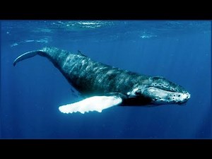 Whales Singing with Sounds of Soothing Underwater Diving Bubbles | Atmospheric Deep Diving Sounds
