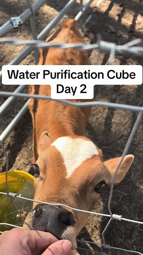 Livestock Water Purification Cube - Horse Trough Filter