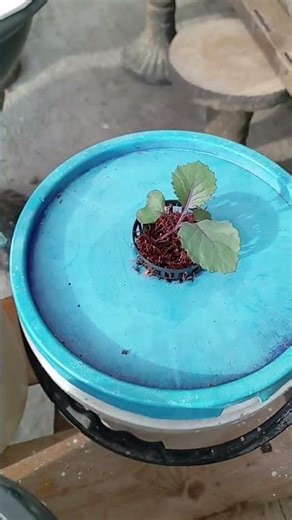red cabbage plants in hydroponic #gardening #hydroponics #red cabbage