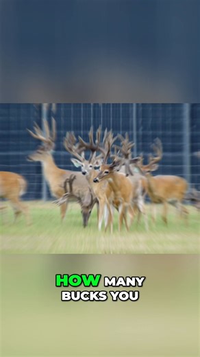 What's the plan for these deer? Some become breeders, but mostly they're stockers for other ranches. The real payday comes when they're sold. Until then, it's all about the investment. | Deer Farming