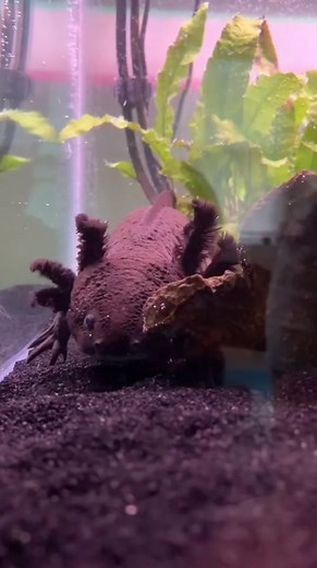 the earth says hello! #jubjub #axolotl #axolotls #axolotlsoftiktok #pet #pets #petsoftiktok #willywonka #johnnydepp #funnypets #cutepet #funnyanimals #animals #amphibian #fish #lizard #reptile #herptile #weirdpets #exoticpets #cuteanimals