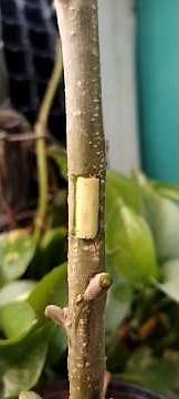 How to Graft Tree Branches Successfully Every Time