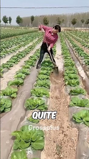 Unique japanese farming #shorts #science