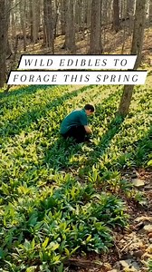 36K views · 787 reactions | Wild Edibles to Forage this Spring! #foraging #wildfood #plants #mushrooms | Son of a Bear Herbs | Facebook