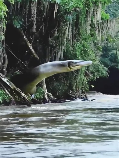 Unique Videos on TikTok