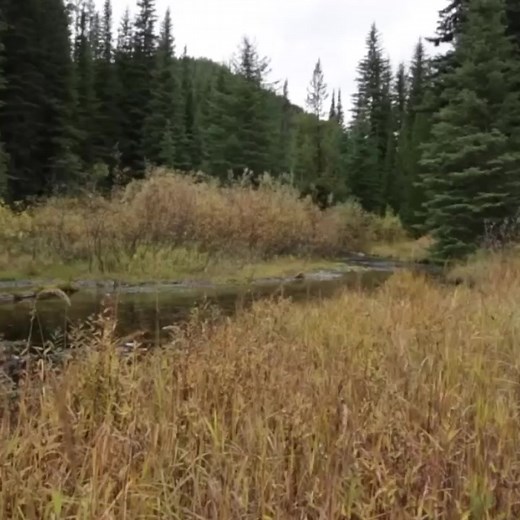 Bear Screaming Meme Compilation
