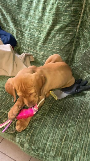 Virag Mezey on Reels