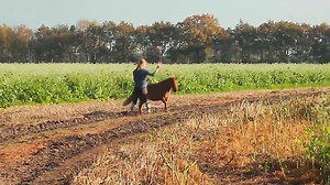 74K views · 876 reactions | ★ Formidable complicité pour cette cavalière et son poney ★ ╰▶ ORIGINAL VIDEO PAGE ® Copyright Gijs - ein Minishetty mit Talent - https://www.facebook.com/pages/Gijs-ein-Minishetty-mit-Talent/138549869641724?fref=ts | Passion Equestre | Facebook