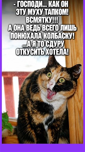 Шок у кота #юмор #мем #смех #приколы #shorts