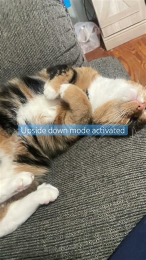 Wow #sansmeme #undertale #sans #memes #funny #roblox #cat #funnymemes #music #tobyfox