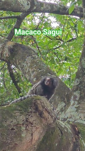SAGUI #sagui #macaco #animais #natureza