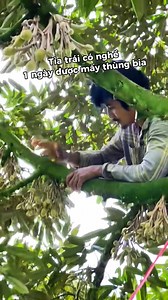 Tỉa trái có nghề 1 ngày được mấy thùng bia 😁😀 #phanbonndk #phanbonsaurieng #phanbonhuuco #tiatrai #trainon #duongtrai #nuoitrai | Phân Bón Sầu Riêng