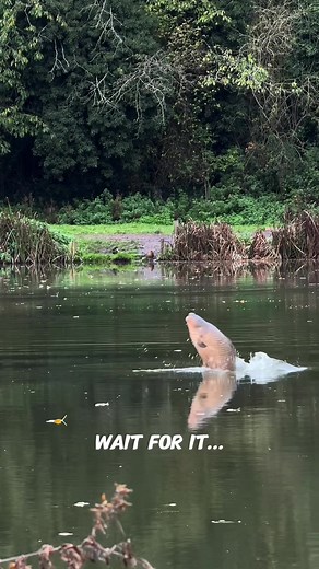 Carp Fishing: Watch as Carp Jumps Out of Water!