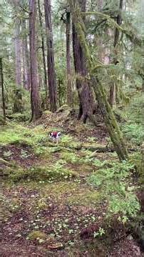 Niffler finding wolf scat in Prince of Wales, Alaska