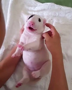 Omg so cute ❤ follow us on YouTube ❤ 👇 www.youtube.com/c/TheBullTerrierClub | The Bull Terrier Club