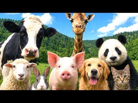 20 Cute Animal Sounds for Kids 🐱🐮 | Learn Animal Names and Sounds Monkey , Cat , cow #AnimalsForKids
