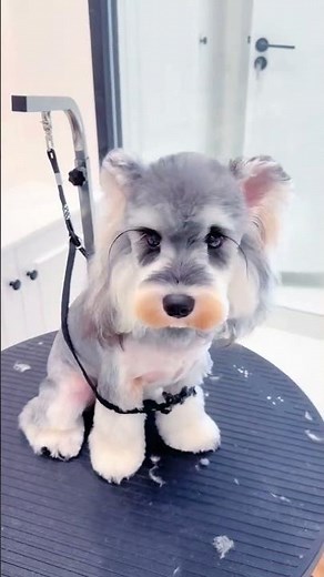 Cute Schnauzer Transformation: Post-Cut Beauty Styling