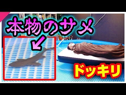 目が覚めたら、サメが泳いでるプールの上で寝ていたら？【ドッキリ】