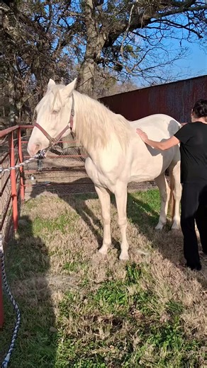 Walter the cremello Tennessee Walking Horse stallion #ashleynicoleranch #stallion #stud #twh #fyp