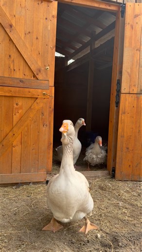 Releasing the geese 🪿 is the best part of my day—happy honks, flapping wings, and treats! 💛