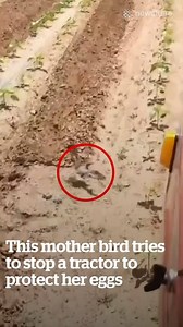 This brave mother bird stopped a moving tractor for the cutest reason! 😲 | VT