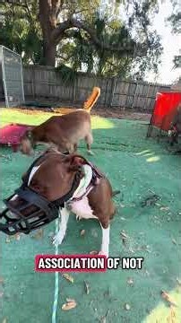The boundaries are pretty simple. No attacking other dogs over... #Shorts #balancedcanineacademy