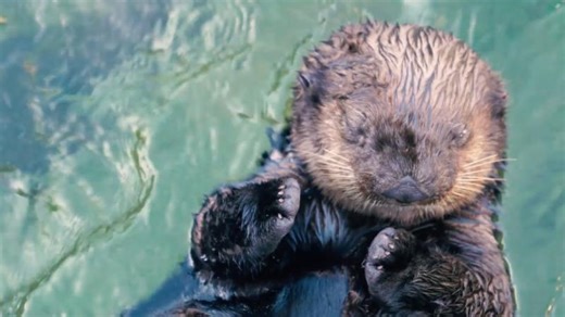 Sea Otter Cam 2 | Vancouver Aquarium | Todd Hauptman, Q.J., SCMP
