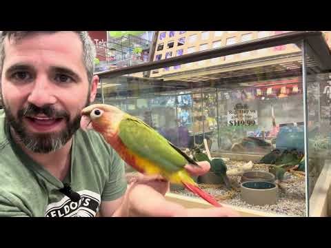Learn about The Green Cheek Conure!