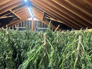 Kevin Jodrey: End-Use Based Cannabis Harvesting & Drying Technique Basics / Ganjier