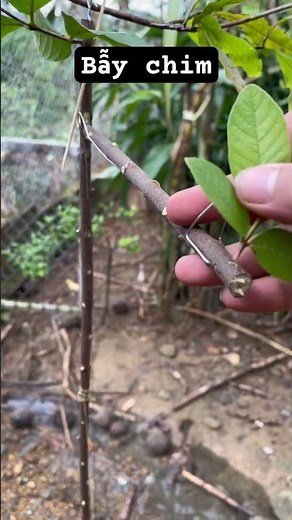 Bẫy chim bằng cây canh châu #baychim #birdtrap