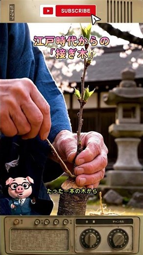 [Shocking] Are all of Japan's cherry blossoms clones!? The shocking secret of Somei Yoshino cherr...