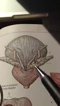 Anatomy of seminal vesicles
