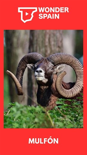 THE MOUFLON