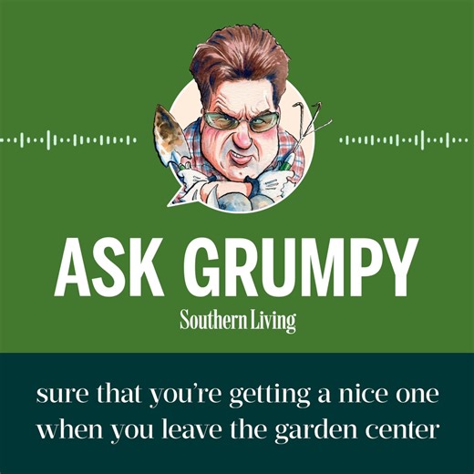 40 reactions · 4 comments | #AD Listen to Ask Grumpy every Wednesday and Saturday as Steve Bender (AKA the Grumpy Gardener) tackles readers' questions, gardening tips, and plants of the week: apple.co/43QBXv7 Southern Living Plant Collection | Southern Living | Facebook