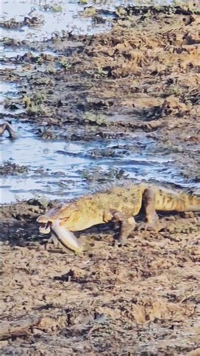Crocodile Hunt Caught on Camera 🐊 | Wild Nature Moments #natureshorts #wildlife #crocodile